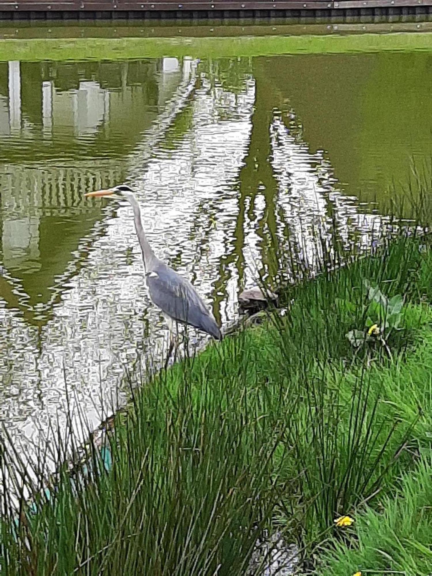 Gramsbergen Stijlvol Aan De Visvijver מראה חיצוני תמונה